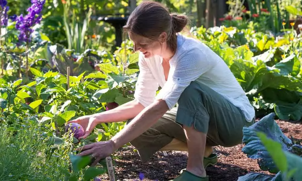 Transforming Small Yards into Beautiful Gardens