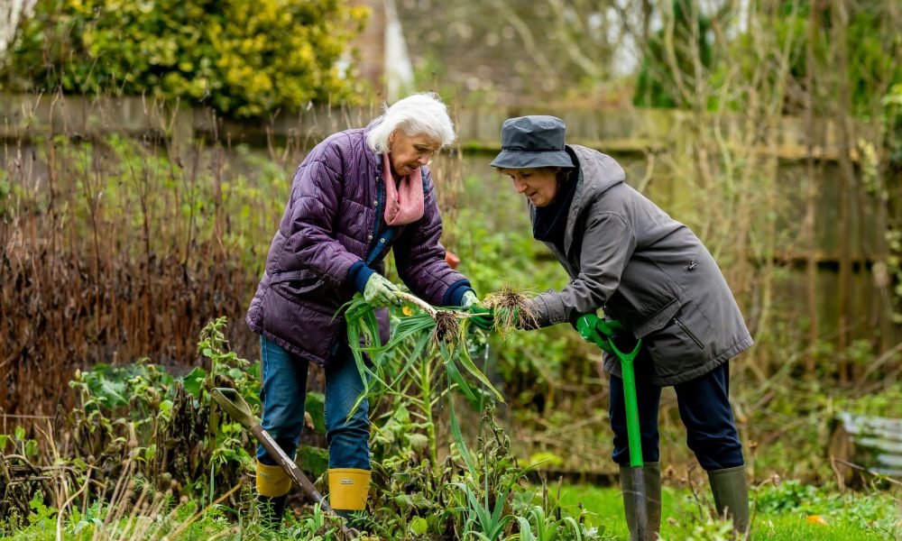 Companion Planting: What to Grow Together for Maximum Yield